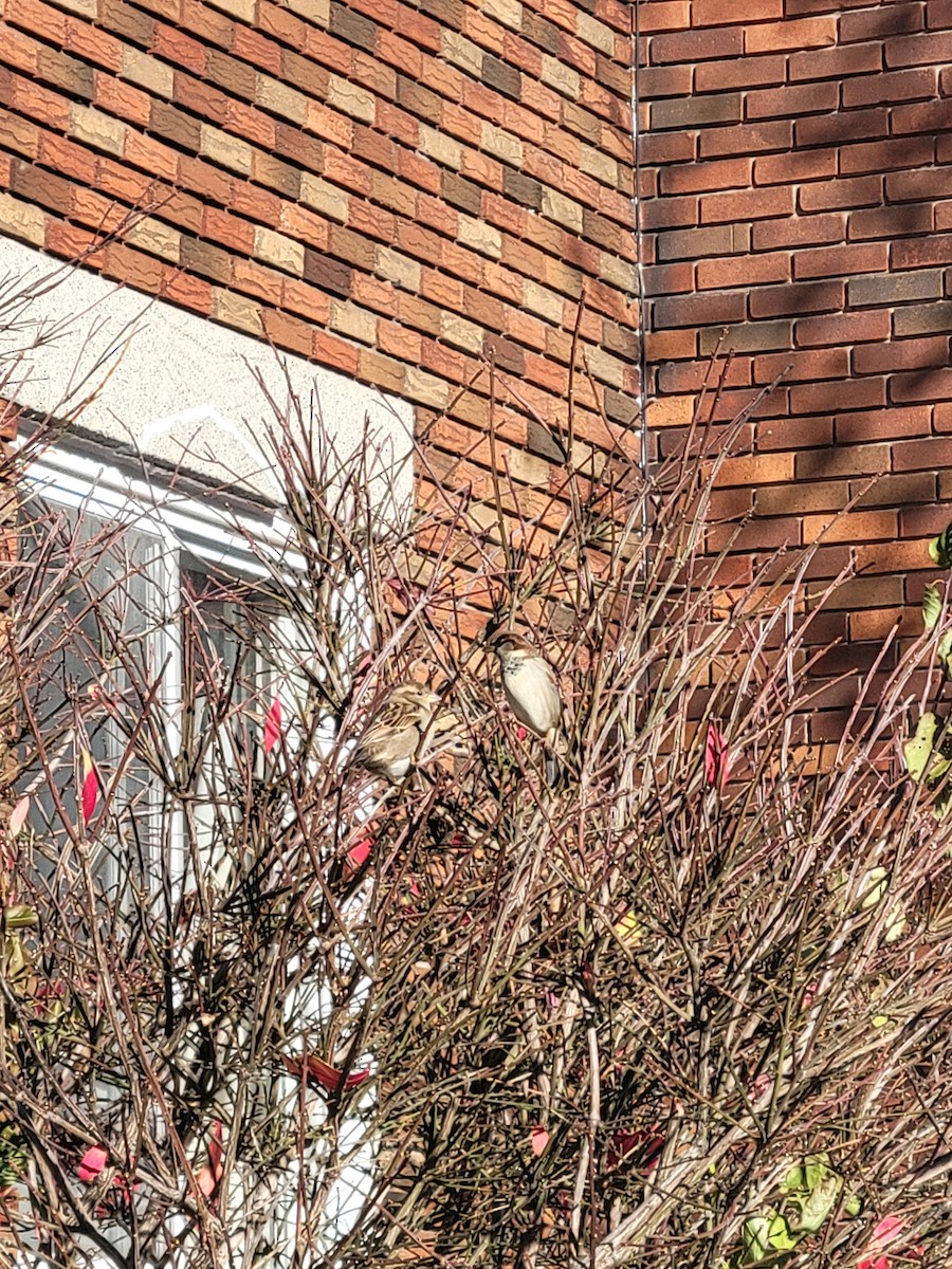 House Sparrow - ML645561919