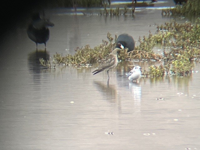 Black Tern - ML645561943