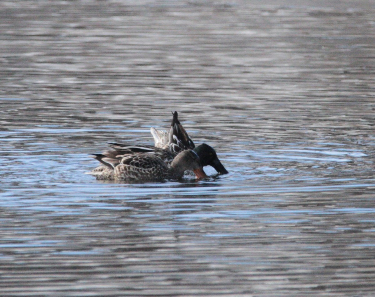Northern Shoveler - ML645561944