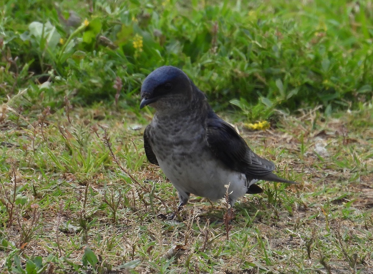Ластівка сільська - ML645561946