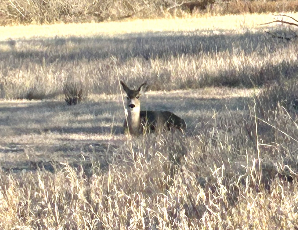 Animals - ML645561964