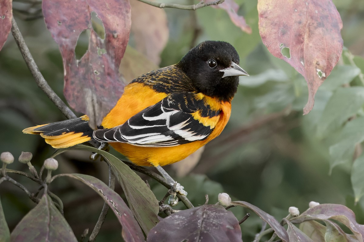 ボルチモアムクドリモドキ - ML645561968