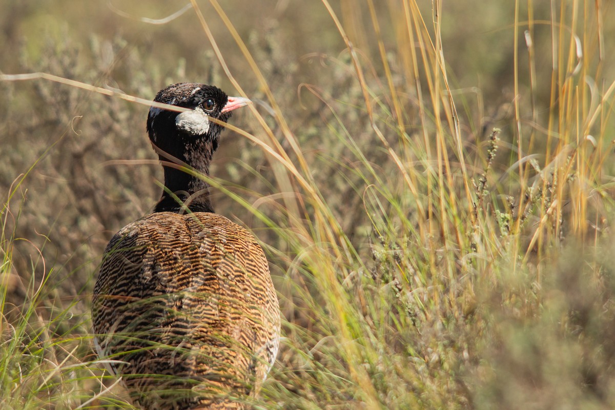 White-quilled Bustard - ML645561974