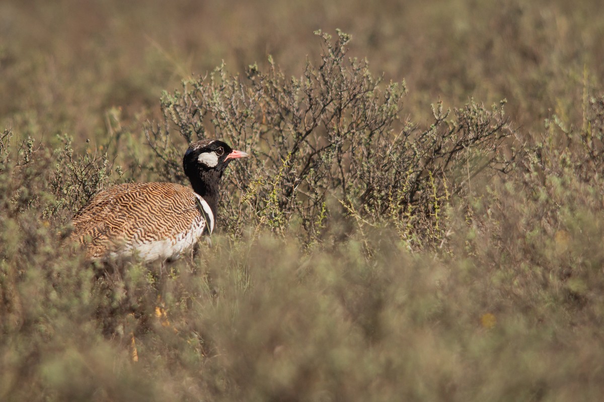 White-quilled Bustard - ML645561975