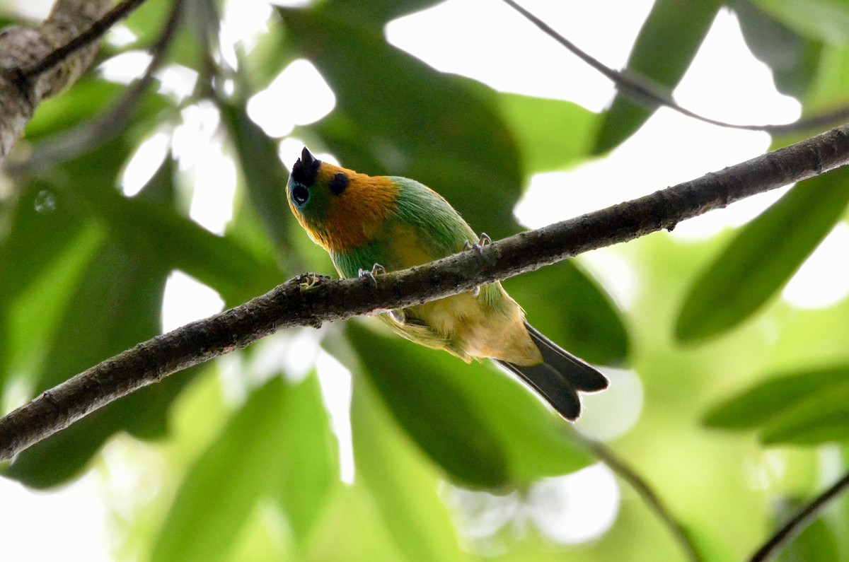 Tangara de Desmarest - ML645561978