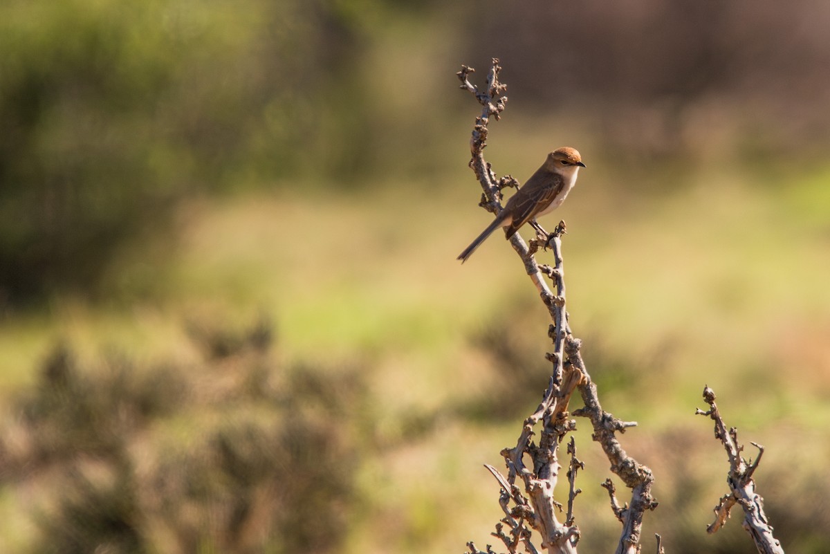 Marico Flycatcher - ML645561981
