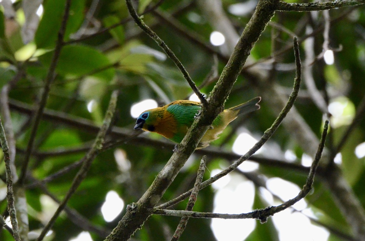 Tangara de Desmarest - ML645561984