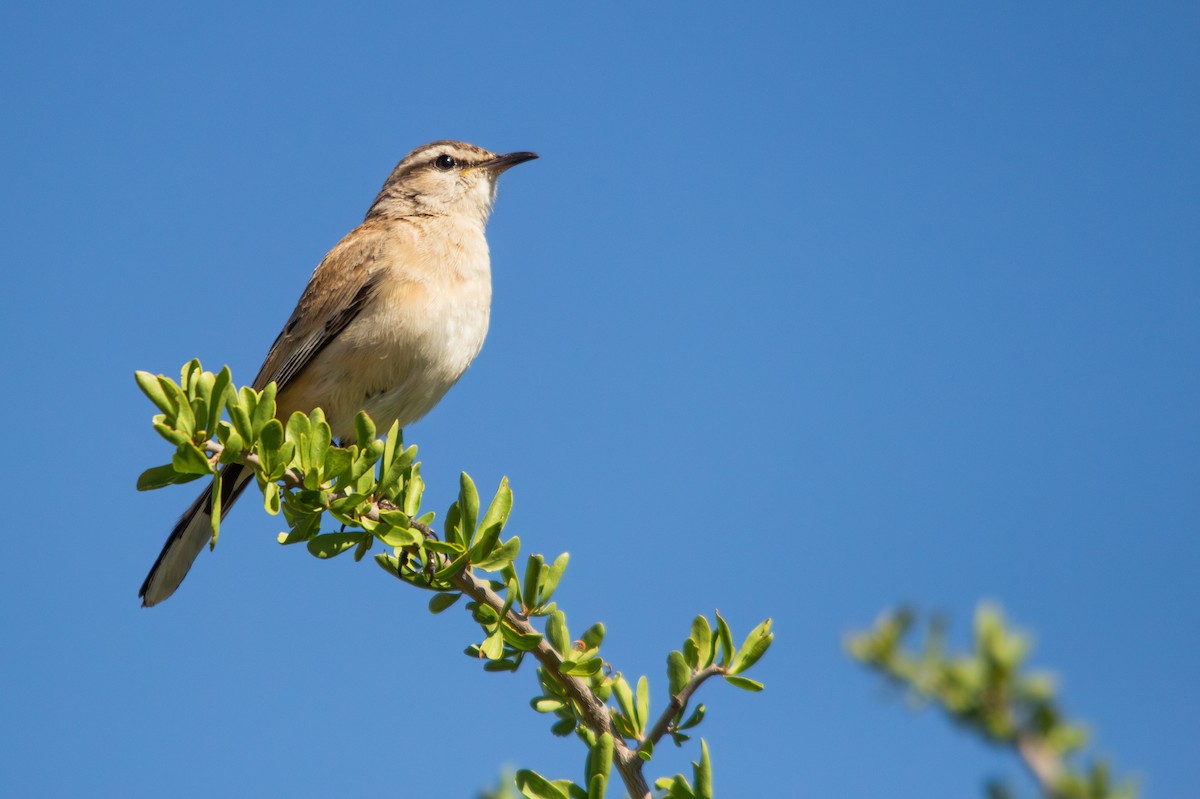 Kalahari Scrub-Robin - ML645561987