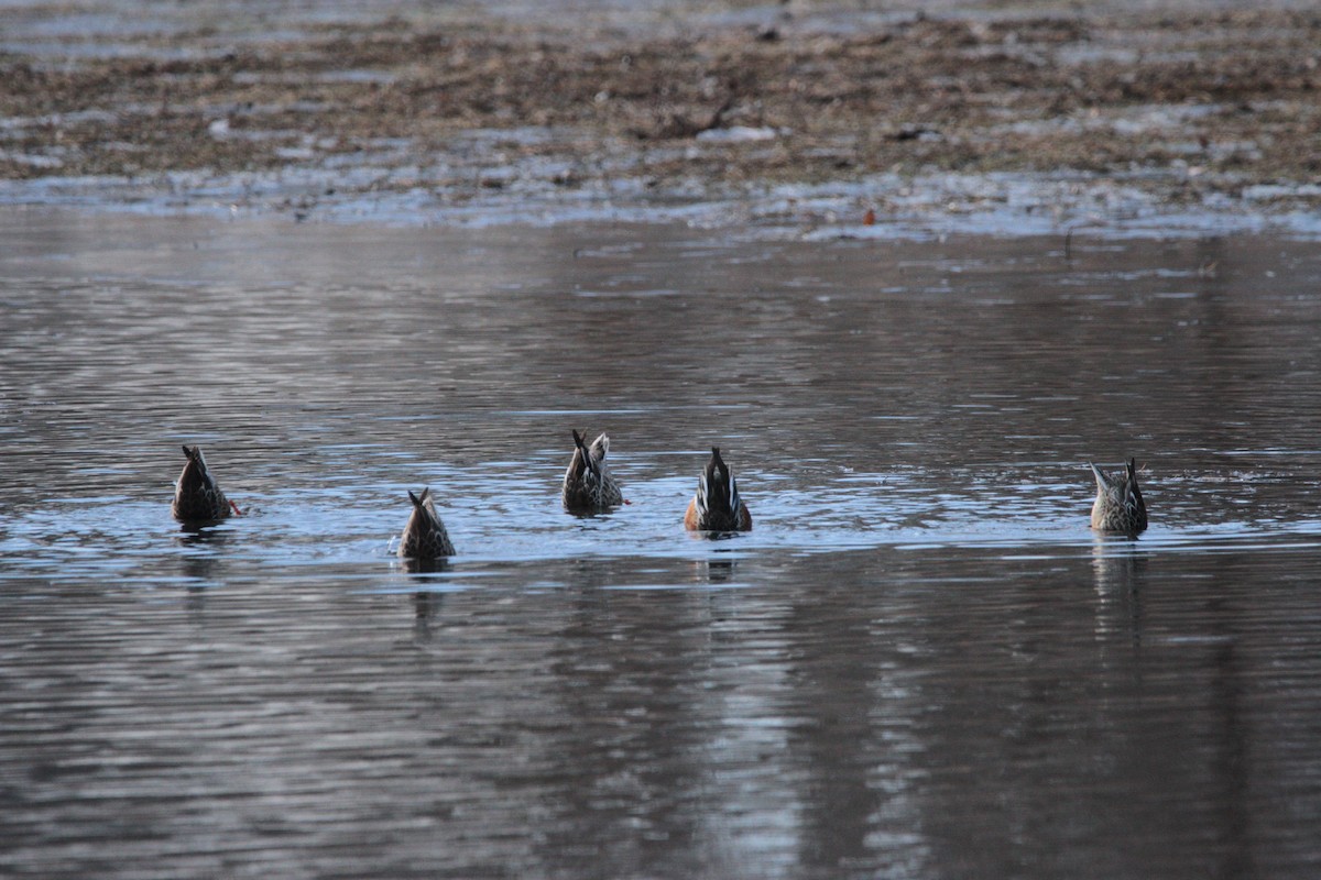 Northern Shoveler - ML645561999