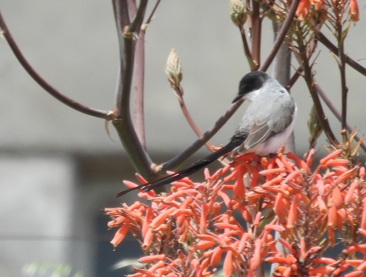 Fork-tailed Flycatcher - ML645562001
