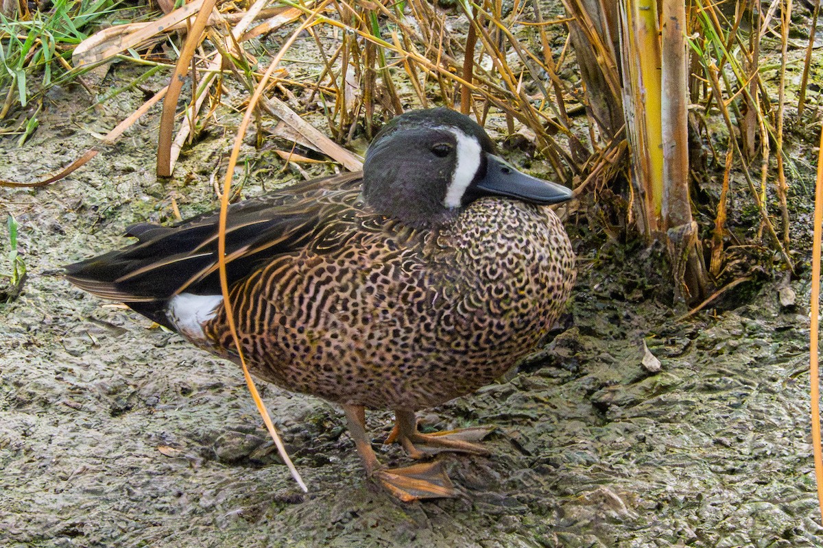 ミカヅキシマアジ - ML645562003