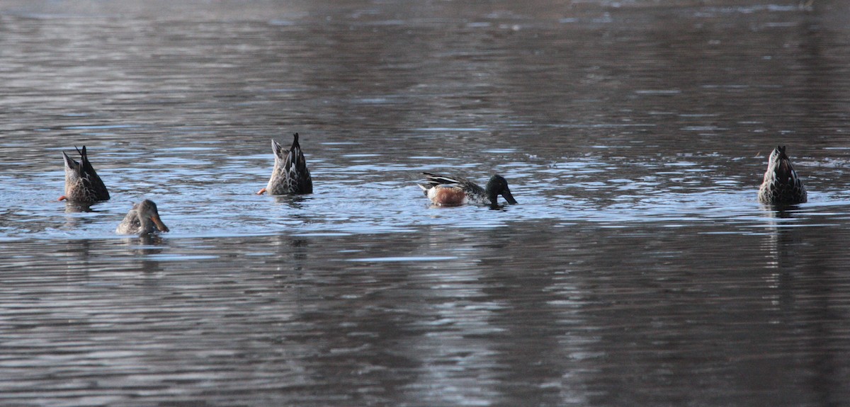 Northern Shoveler - ML645562016