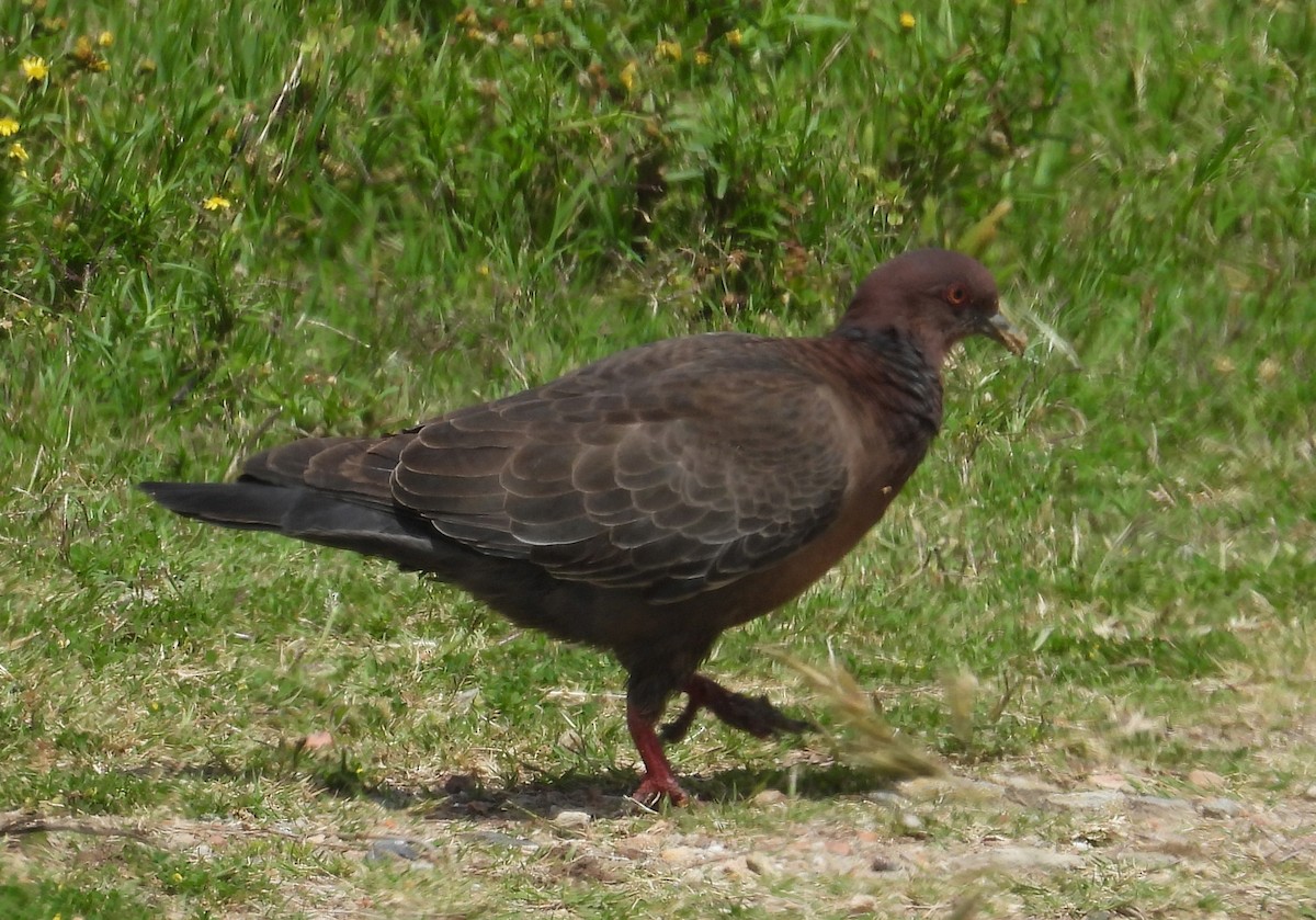 Picazuro Pigeon - ML645562020