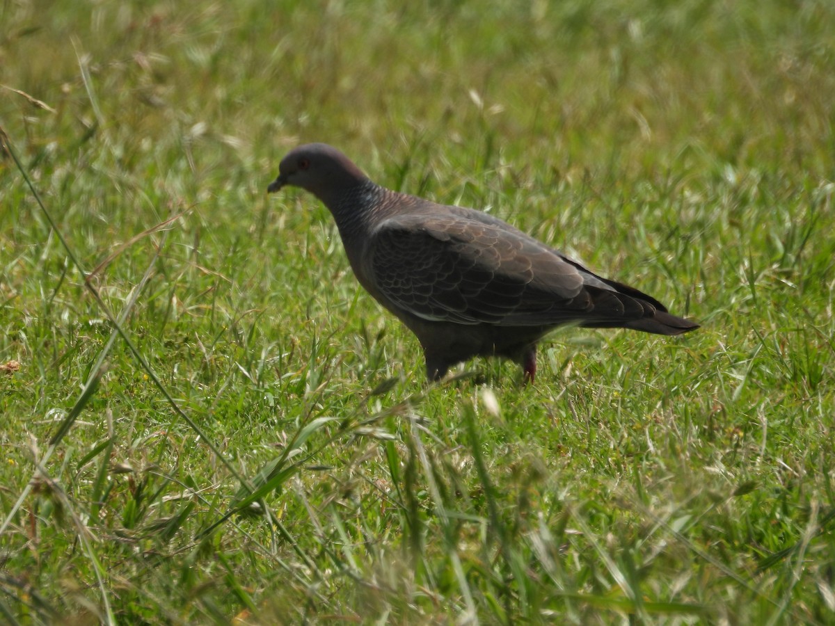 Picazuro Pigeon - ML645562021