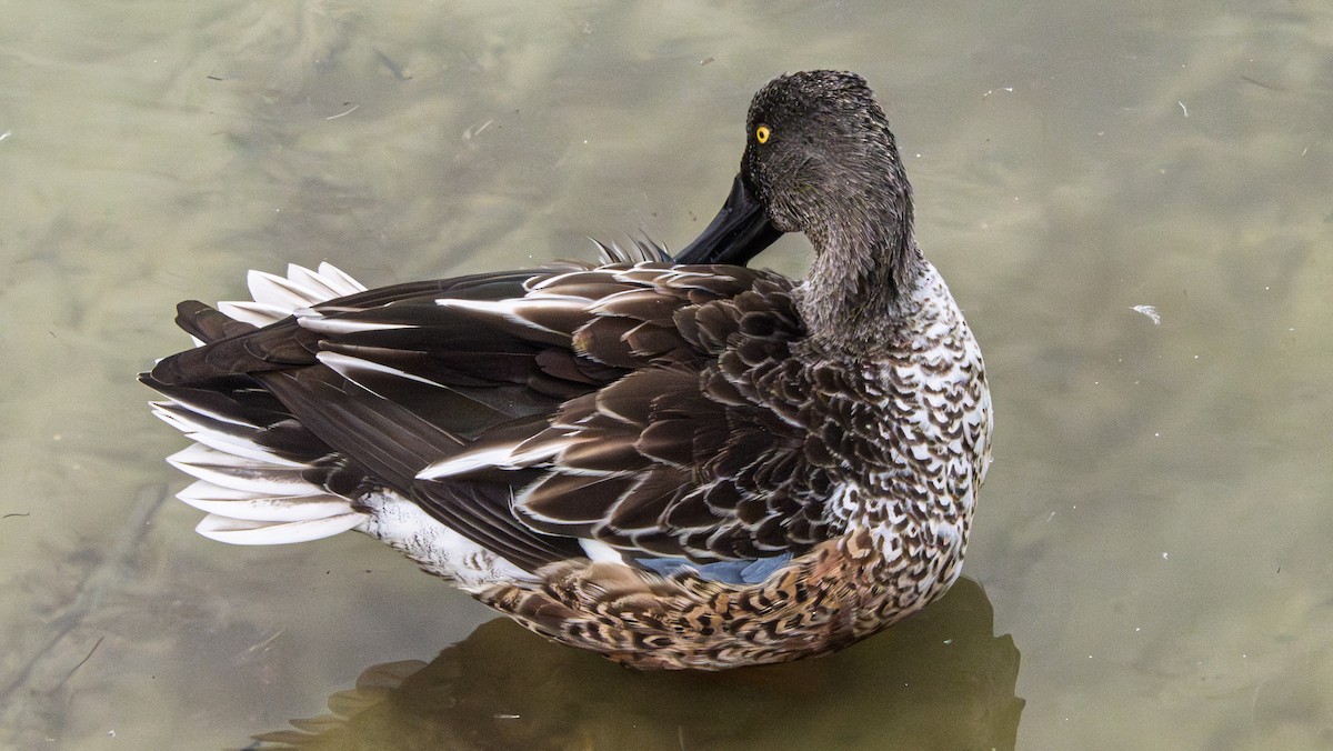 Northern Shoveler - ML645562022