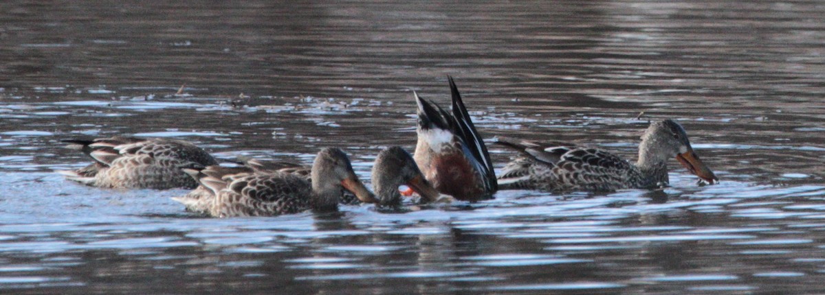 Northern Shoveler - ML645562023