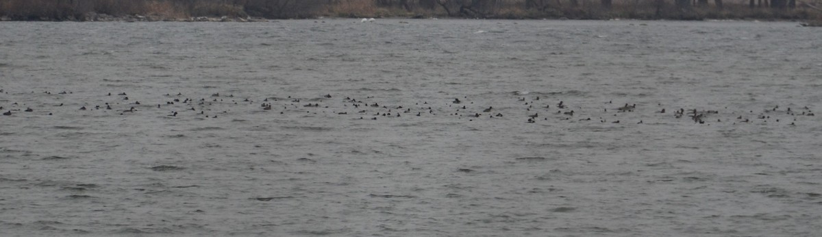 Lesser Scaup - ML645562024