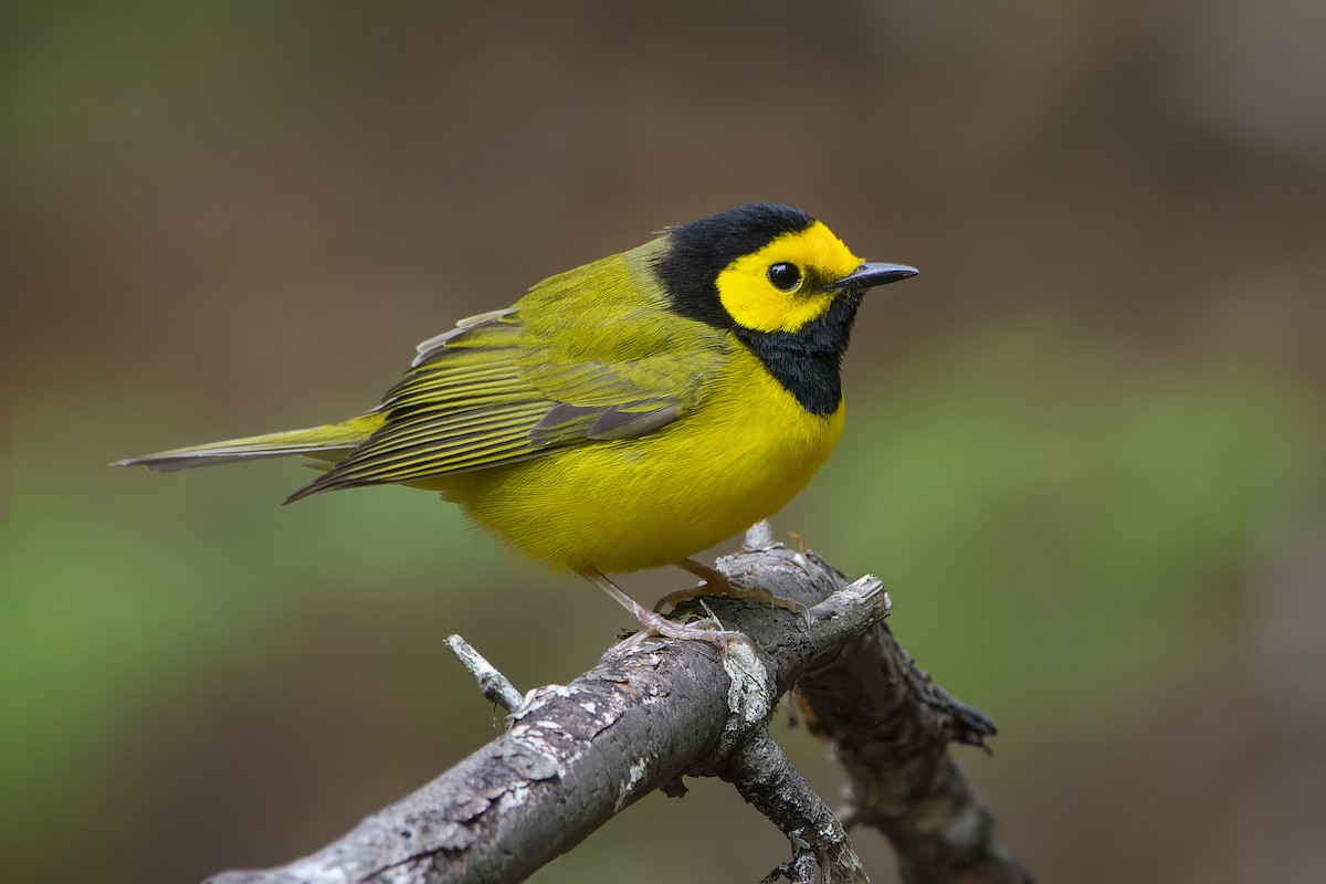 Болотянка чорногорла - ML645562025