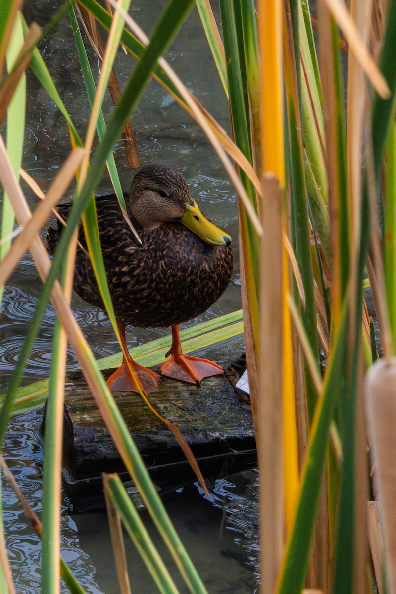 Mottled Duck - ML645562027