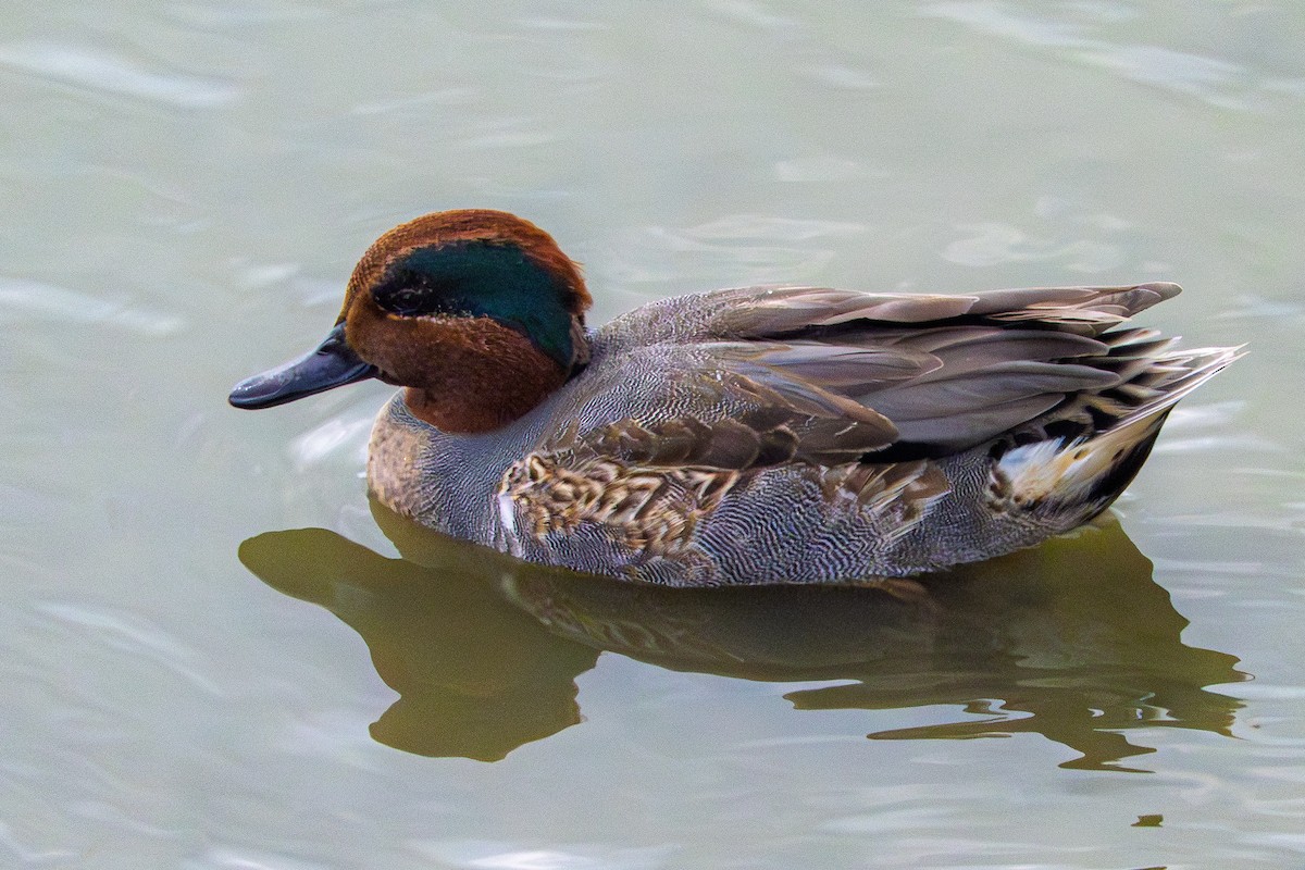 Green-winged Teal - ML645562040