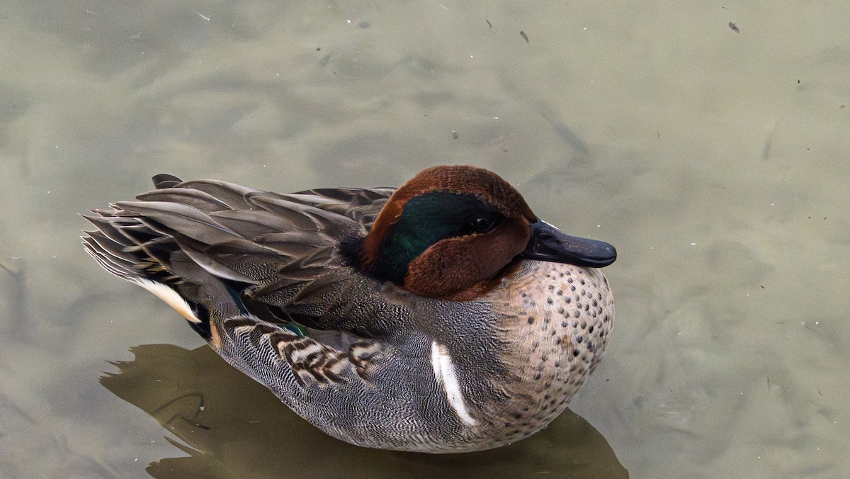 Green-winged Teal - ML645562041