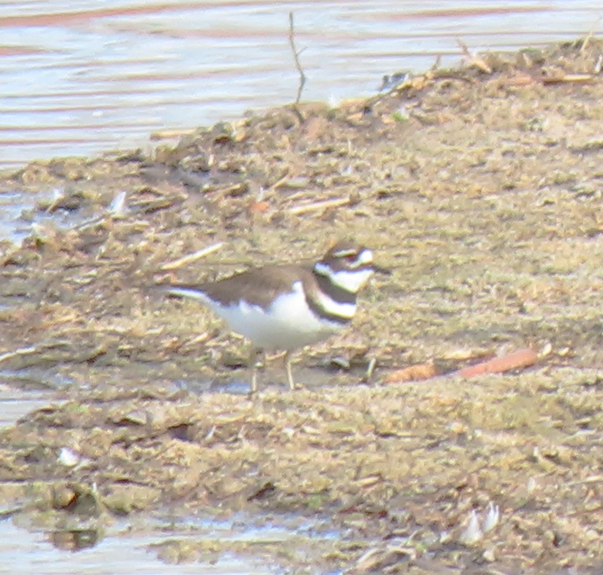 Killdeer - ML645562044