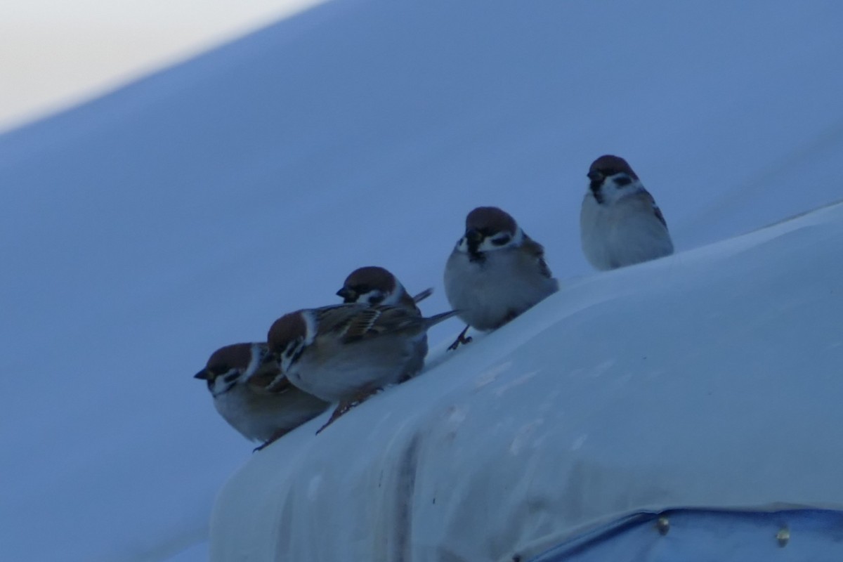 Gorrión Molinero - ML645562052