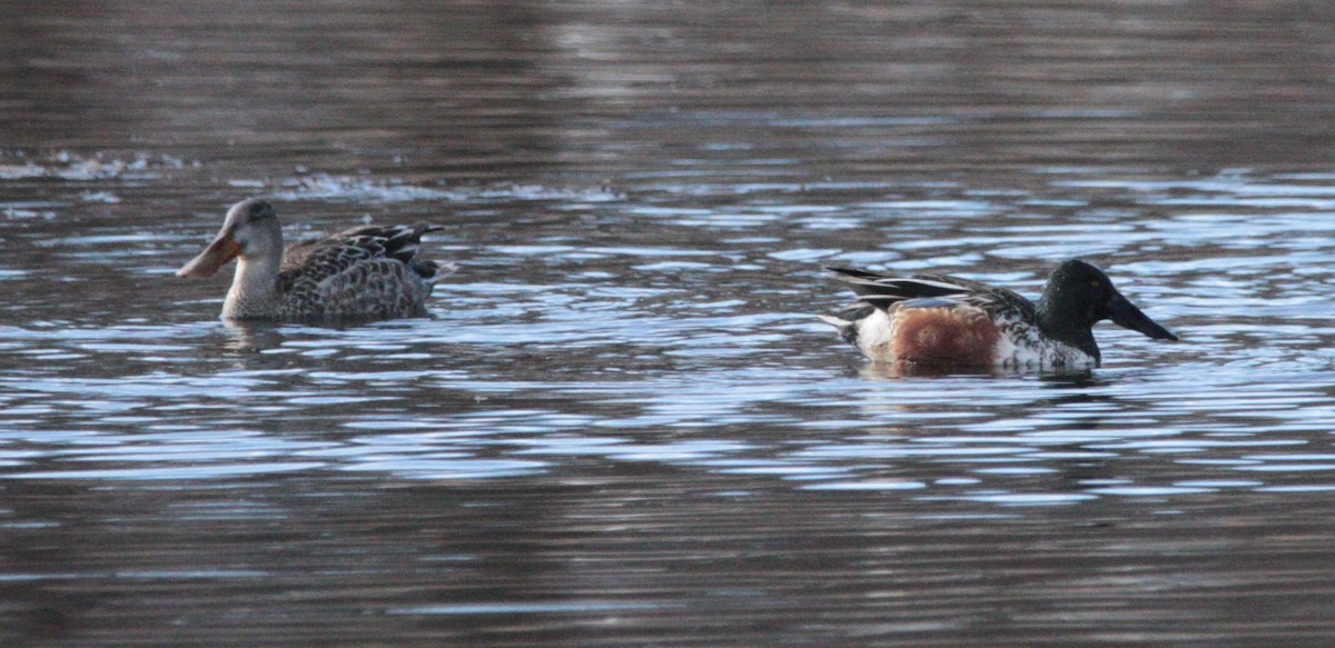 Northern Shoveler - ML645562053