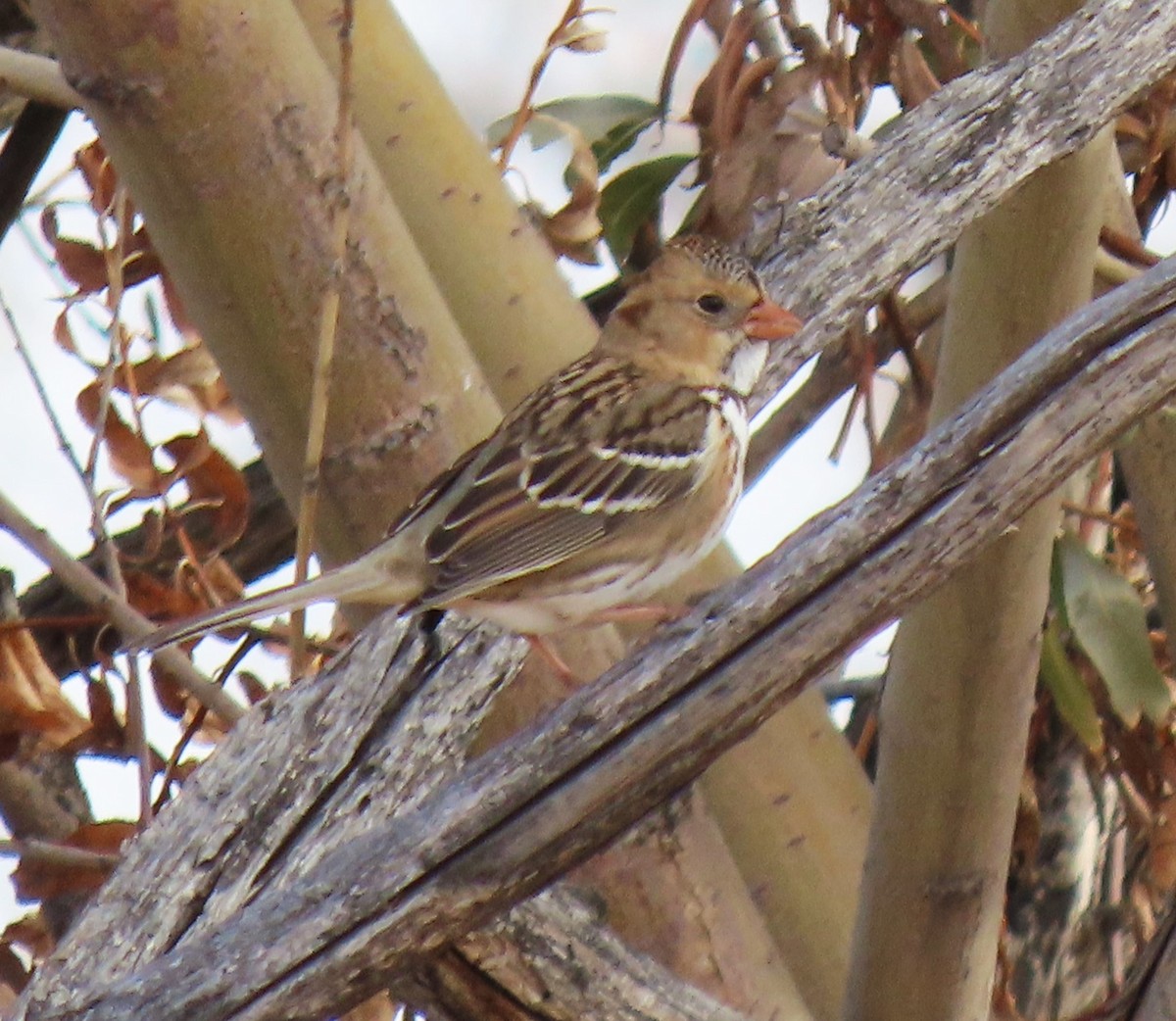 Harris's Sparrow - ML645562057