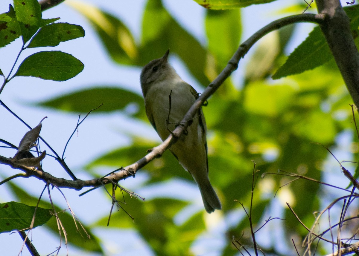 Eastern/Western Warbling Vireo - ML645562059