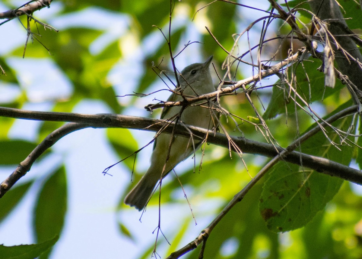 Eastern/Western Warbling Vireo - ML645562060