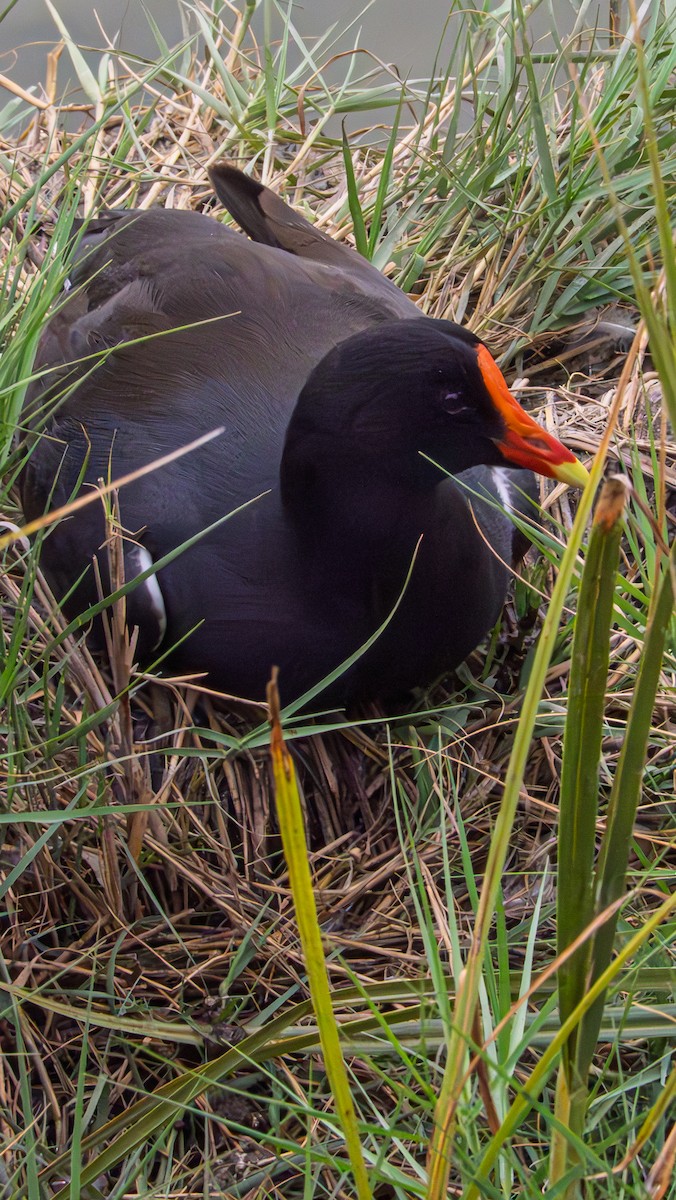Common Gallinule - ML645562062