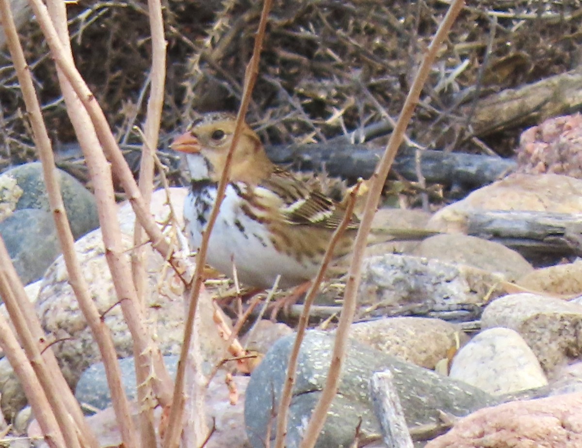 Harris's Sparrow - ML645562065