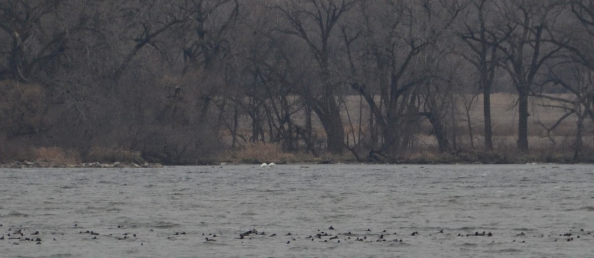American White Pelican - ML645562066