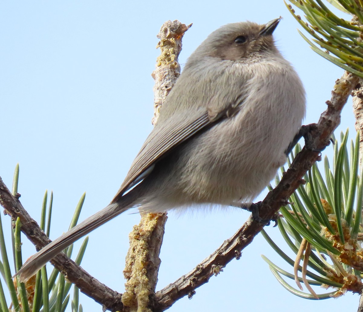 Bushtit - ML645562080