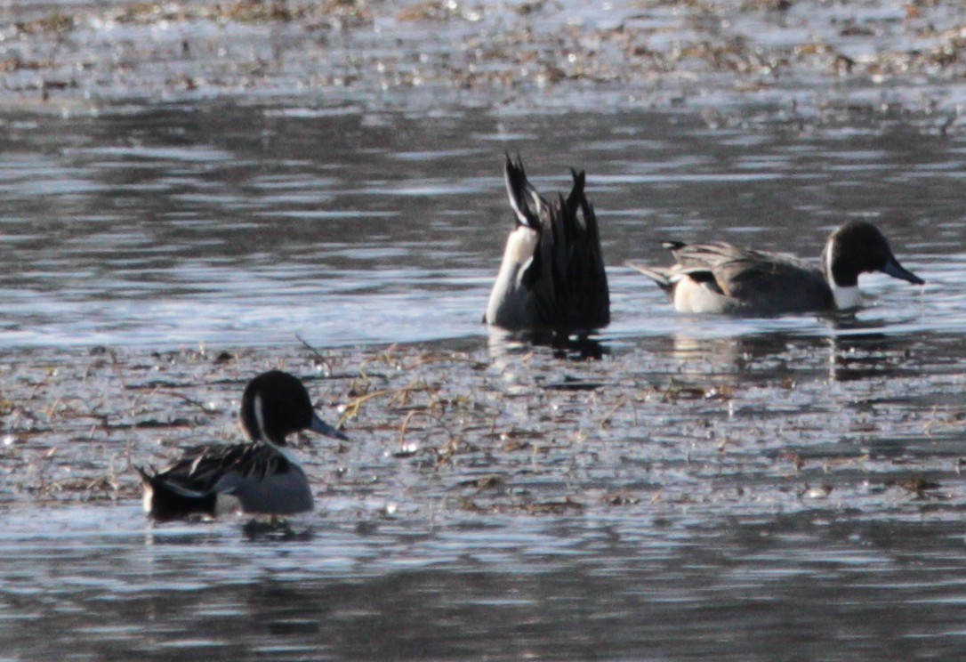 Northern Pintail - ML645562081
