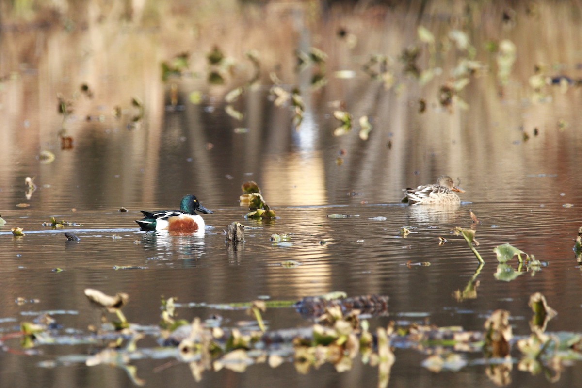 Northern Shoveler - ML645562083
