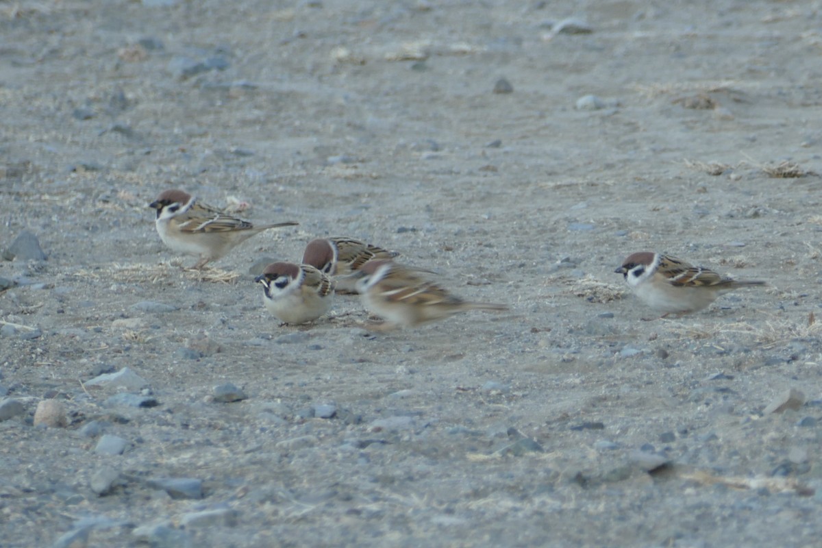 Gorrión Molinero - ML645562086