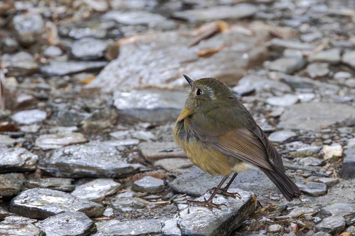 Collared Bush-Robin - ML645562090