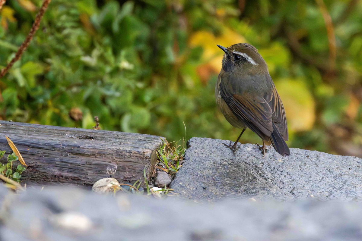Collared Bush-Robin - ML645562091