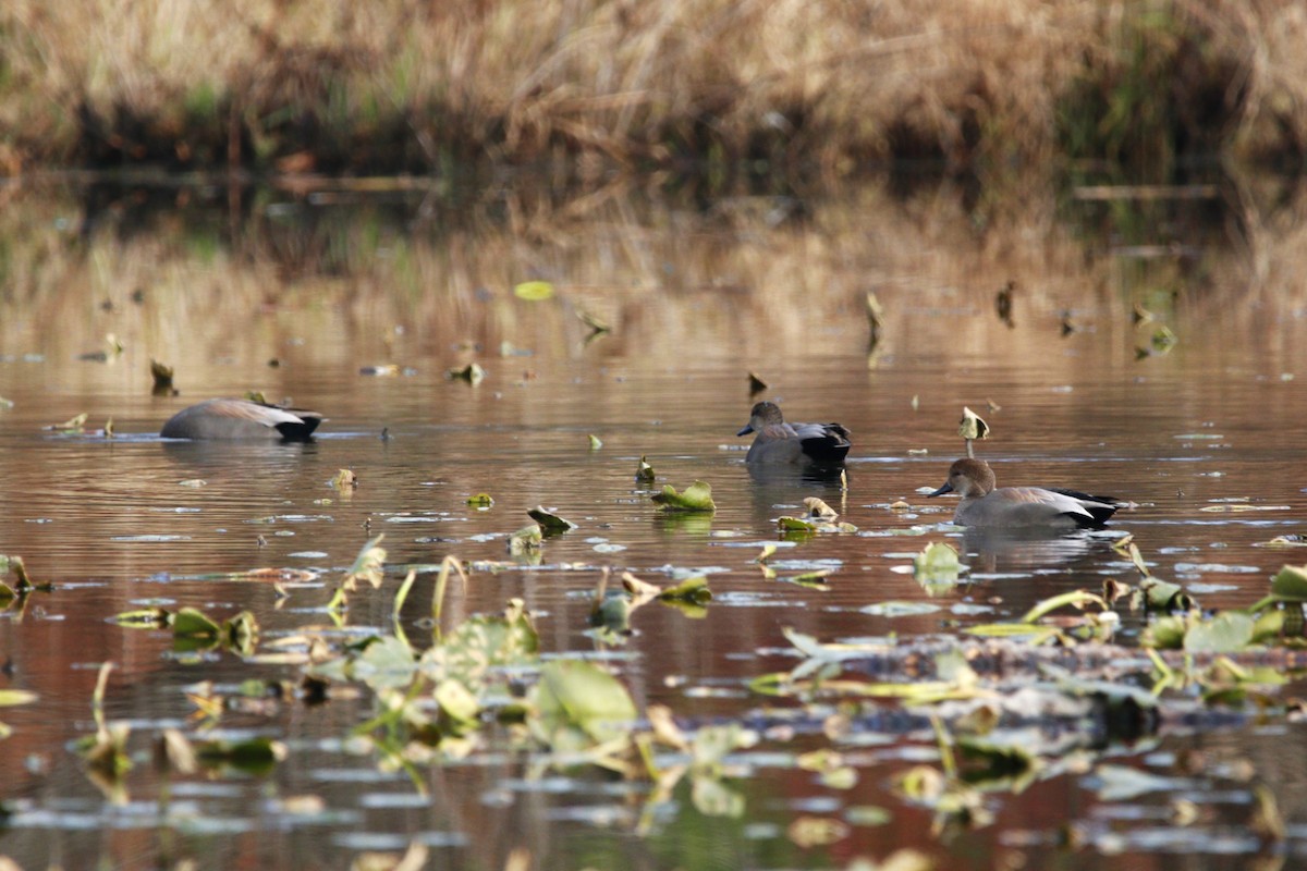 Gadwall - ML645562107