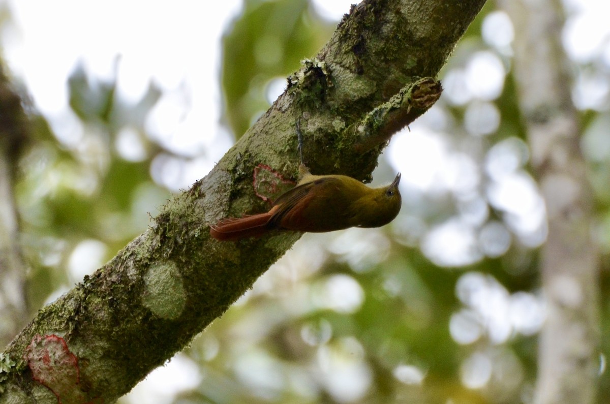 Olivaceous Woodcreeper - ML645562118