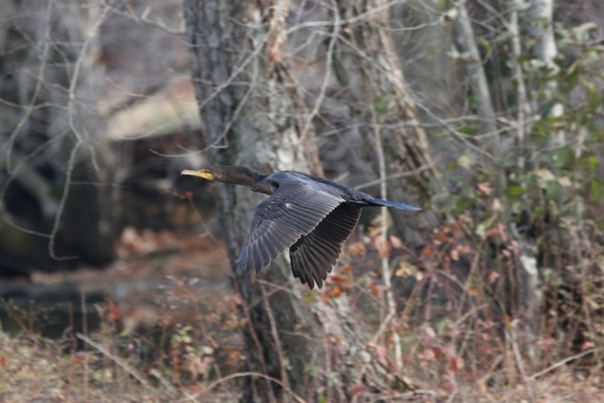 Double-crested Cormorant - ML645562119