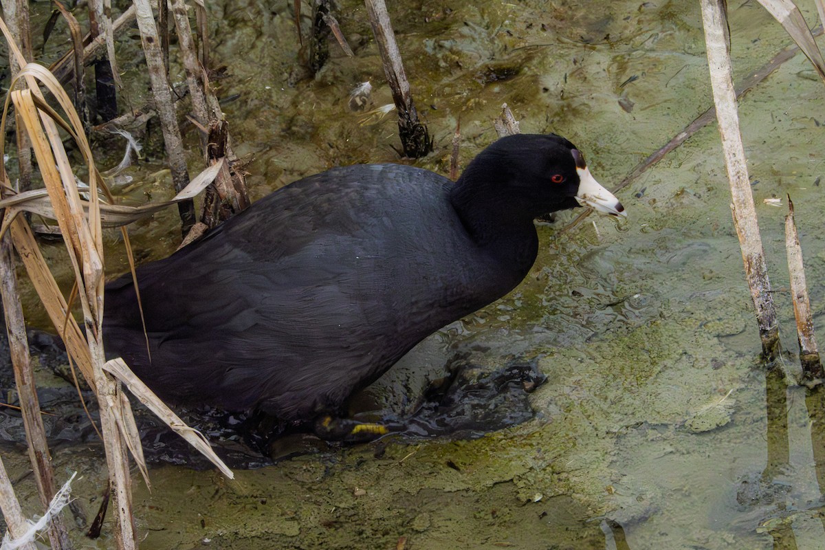 American Coot - ML645562120