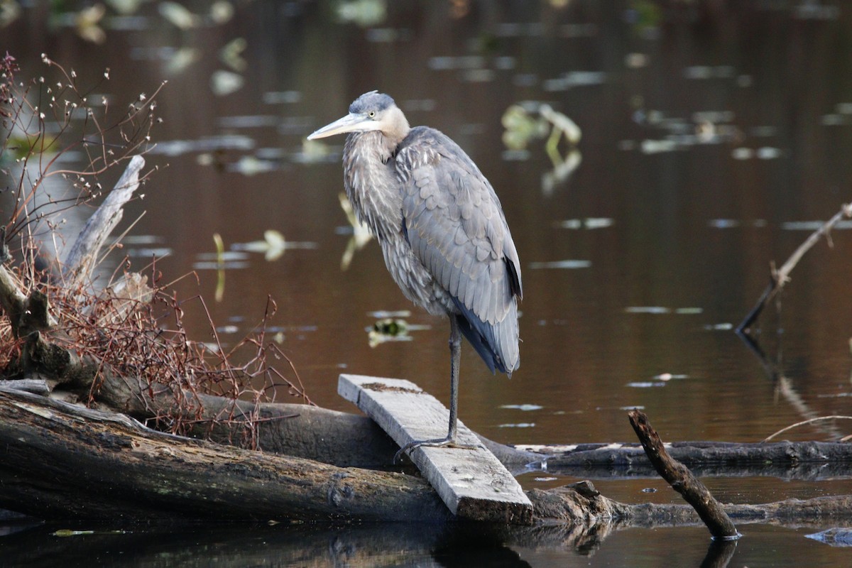 Great Blue Heron - ML645562132