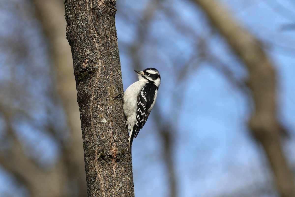 Downy Woodpecker - ML645562138