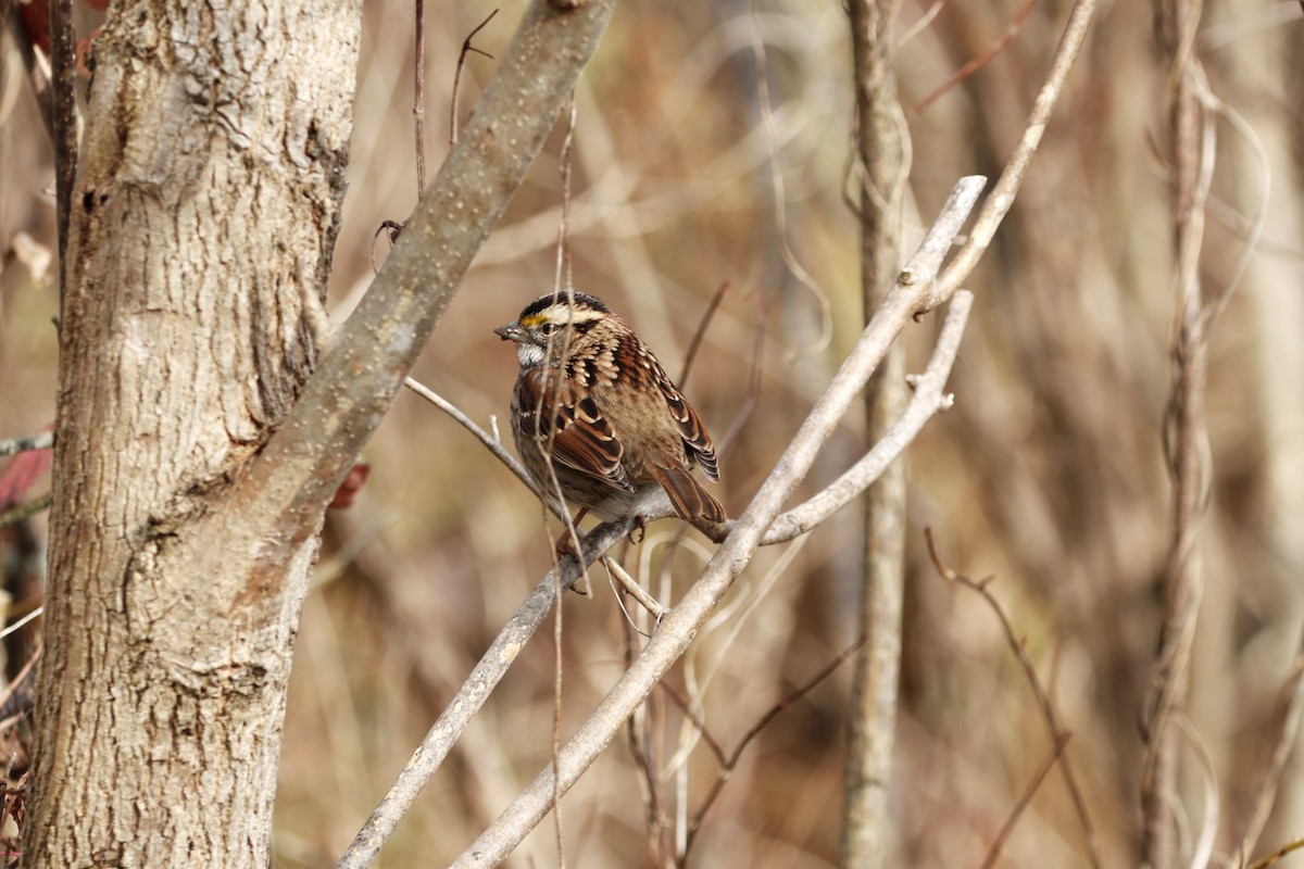 White-throated Sparrow - ML645562143
