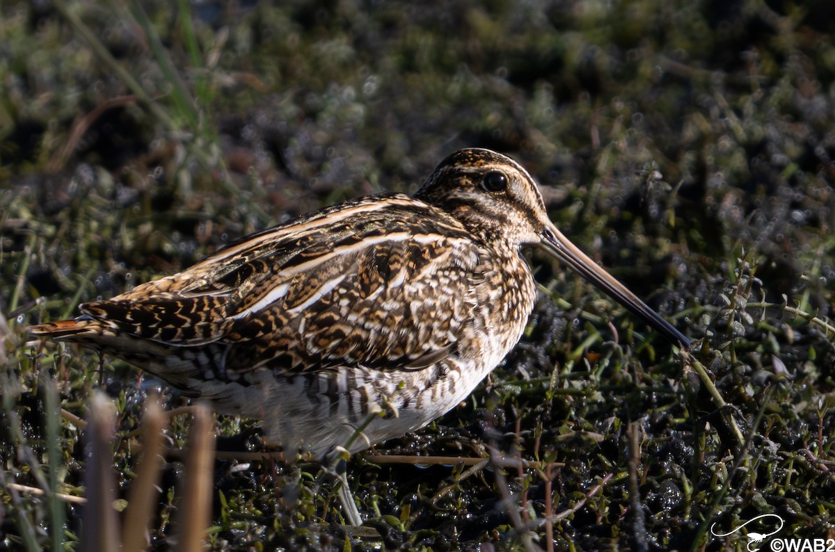 Wilson's Snipe - ML645562149