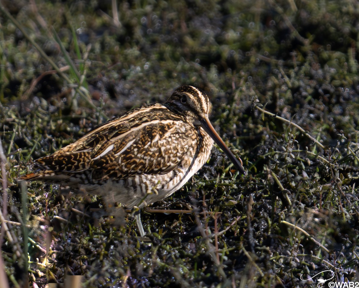 Wilson's Snipe - ML645562150