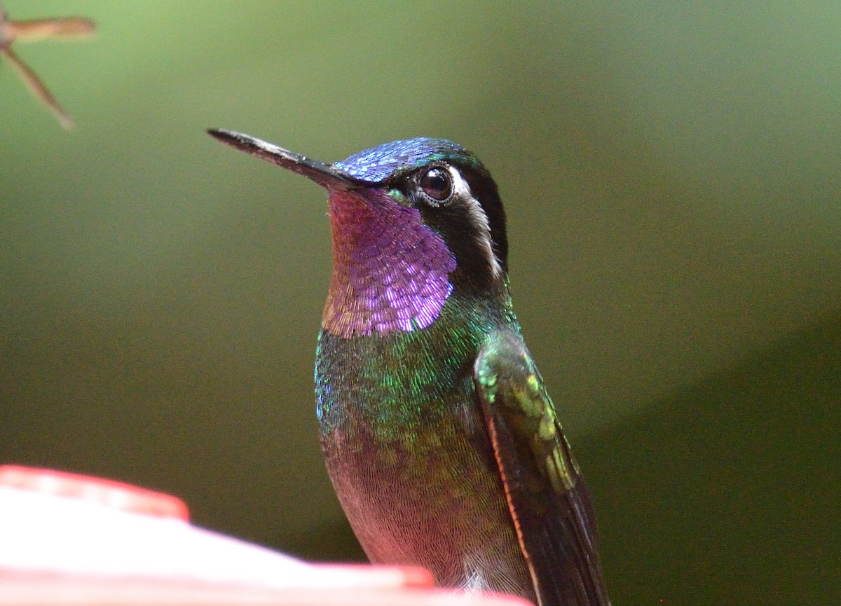 Purple-throated Mountain-gem - ML645562152